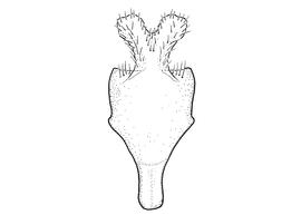   Anthidium maculifrons  male, diagram showing ventral view of eighth sternum (S8), diagram by Victor Gonzalez 
